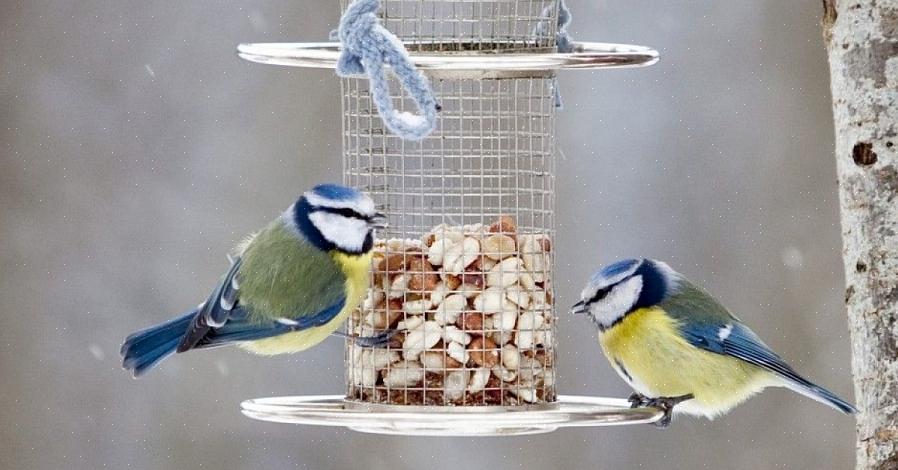 ישנם יתרונות רבים של האכלת ציפורים שציפורים בחצר האחורית יכולים ליהנות בהרבה מעבר לחברת הציפורים המבקרות