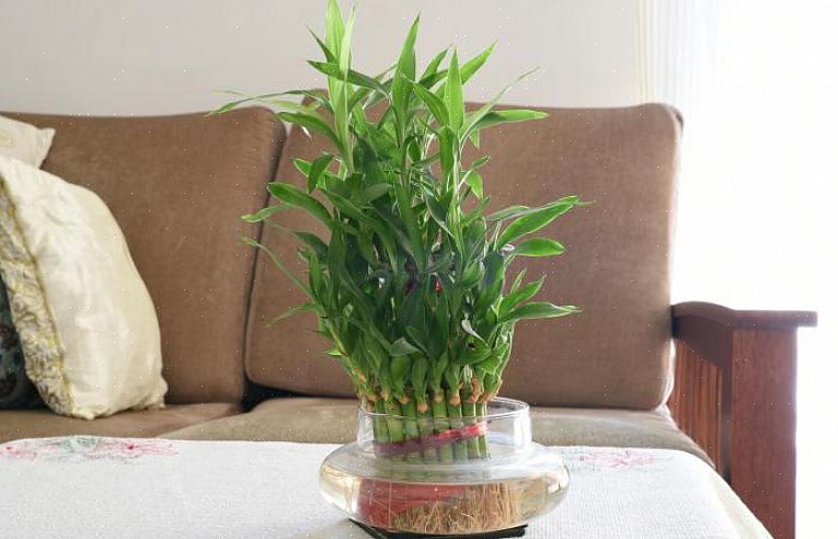 צמח הבמבוק בר המזל (כמו כל הצמחים) מבטא את אלמנט עץ הפנג שואי