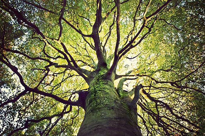התיעוד לעיל של העץ העתיק בעולם מיועד לעץ יחיד בודד