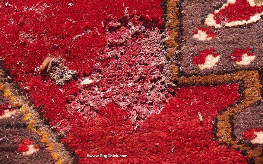 יש להשתמש בחומרי הדברה לשליטה בחיפושיות השטיח רק לאחר ניקוי יסודי של לוחות