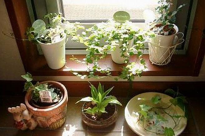 מומחי הפנג שואי שלנו מצאו כי צמחים הם פנג שואי טוב לחדר השינה
