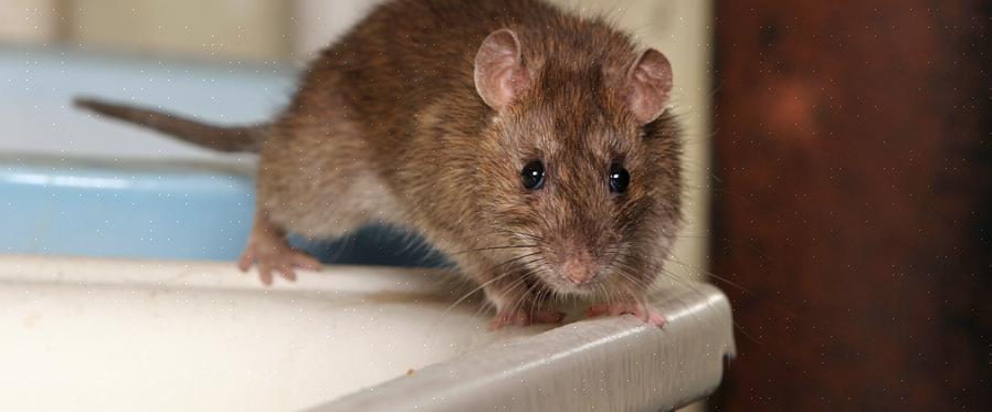 חולדות ועכברים עלולות לגרום נזק מבני לבתים