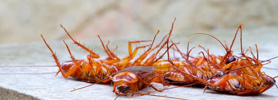 מפעילי ההדברה המקצועיים של ימינו (PCO) משתמשים לעיתים קרובות בקוטלי חרקים לפיתיון ג'ל בכדי לשלוט ונמלים