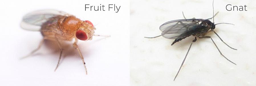 אז להלן סקירת מוצרים של מלכודות זבובי הפירות בעצמך והמאמצים שלנו להיפטר מזבובי הפירות המציקים שעפים