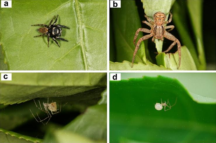 שממיות וזיקיות הן לטאות נפוצות בדרום אירופה הניזונות מעכבישים כמו גם מחרקים קטנים אחרים