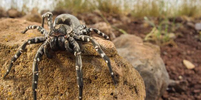עכביש הרגל הארוך של אבא התמים ניזון גם מעכביש הנווד וגם מעכביש האלמנה השחורה