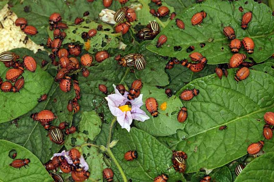 חיפושית תפוחי האדמה של קולורדו (Leptinotarsa decemlineata) היא ללא ספק המזיק הגדול ביותר עבור מגדלי תפוחי