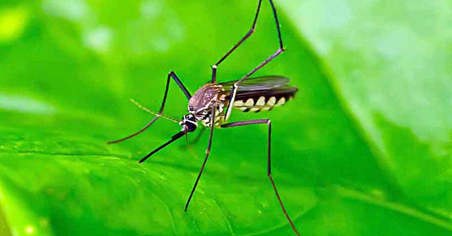DEET הוא החומר הפעיל הנפוץ והיעיל ביותר המשמש בתכשירים דוחי יתושים
