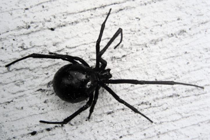 הסיבה השכיחה ביותר לנשיכות אנושיות היא כאשר אדם יוצר קשר בשוגג עם רשת העכביש האלמנה השחורה