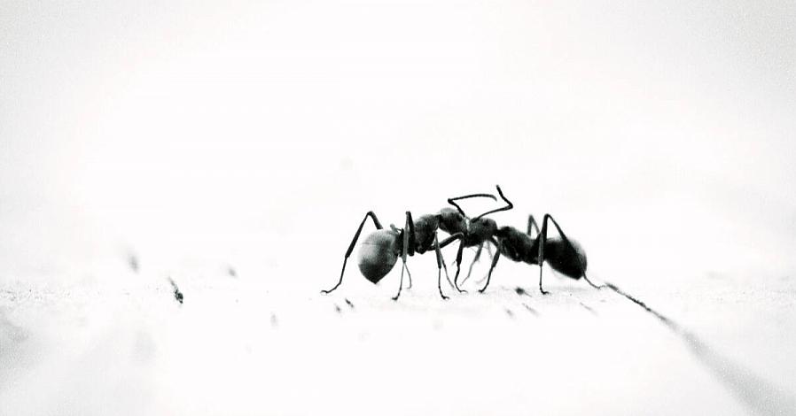 קרצוף עם מנקה מסחרי הוא אפשרות טובה להסיר את שביל ריח הנמלים כאשר אחרים נכשלו