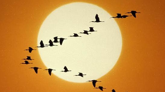 ציפורים נוטות יותר להצטרף למקהלת השחר כאשר הן מגיעות לטווחי הרבייה שלהן ומבקשות לתבוע שטחים