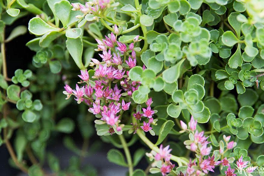 Sedum tetractinum 'שונית האלמוגים' הוא אחד הסדומים הבודדים עם צבע צהבהב חם