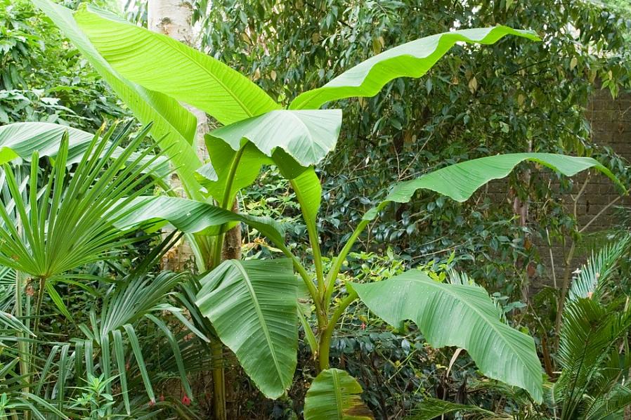 שמות אחרים הקשורים למינים אלה כוללים בננה סיבים קשוחים