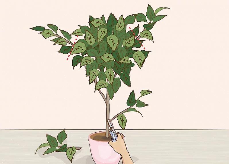 כמה צמחים בורחים עשויים לאכול את הסלון שלך בעוד שאחרים עשויים להיראות בעדינות וזקוקים לקצץ