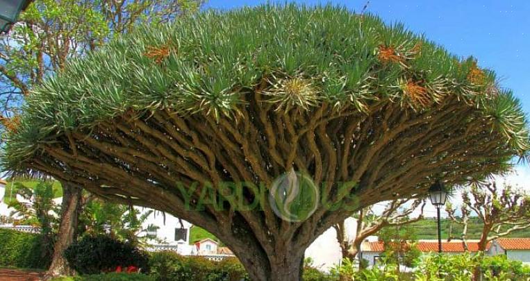 צמח הדם של הדרקון (Dracaena draco) אינו היפה ביותר מבין צמחי הבית