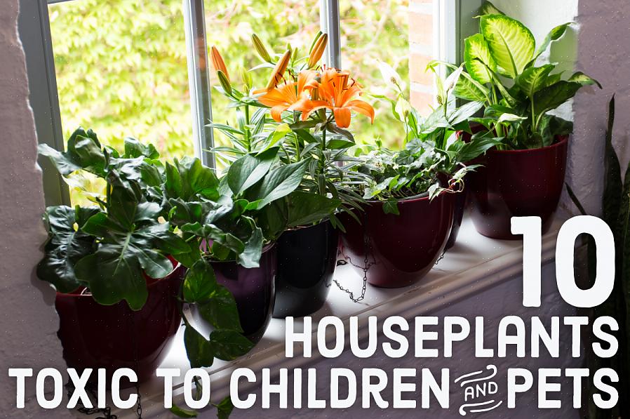 הנה כמה צמחים רעילים להרחיק גם מילדיך וגם מחיות המחמד שלך