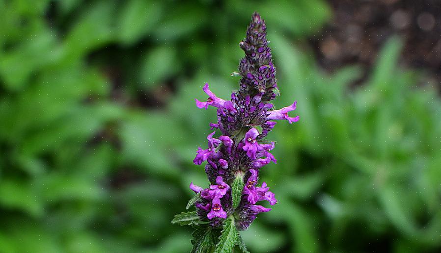 בטוניה (Stachys officinalis) הוא צמח רב שנתי שקשה לאזור קשיחות צמחים של USDA