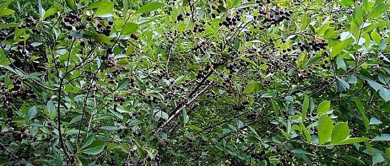 השוקו שחור (Aronia melanocarpa) הוא שיח נשיר מצפון אירופה