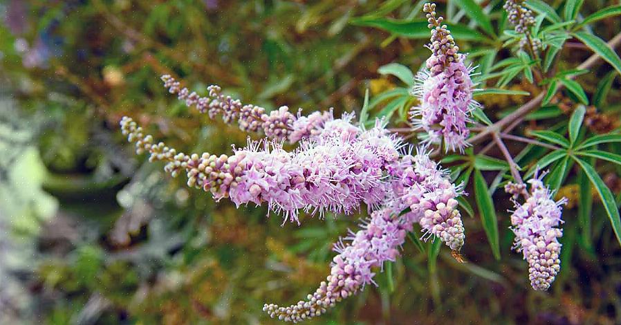 עץ החזה (Vitex agnus-castus) הוא שיח נשיר מקסים הנושא אשכולות של פרחים סגולים בקיץ