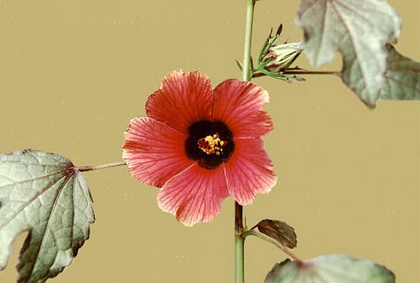 הפרחים מקרים על היביסקוס אצטוסלה וחלק מהזנים החדשים יותר אינם פורחים כלל