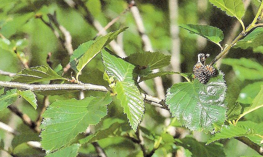 Viridis, A. viridis subsp