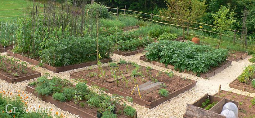 שמירה על בריאות צמחי הירק שלכם היא המפתח הראשון לגן ירק המייצר זמן רב