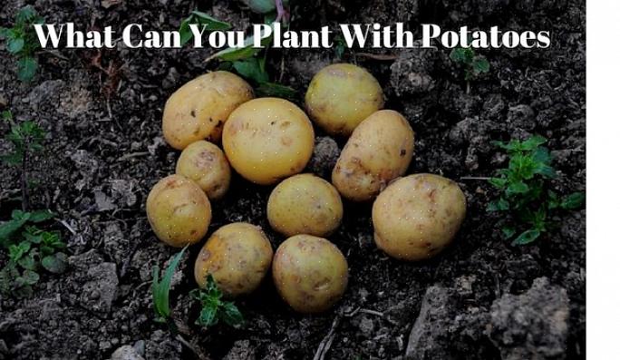 עדיף אפילו להימנע משתילת תפוחי אדמה היא אותה אדמה בה גדלו לאחרונה צמחי לילה