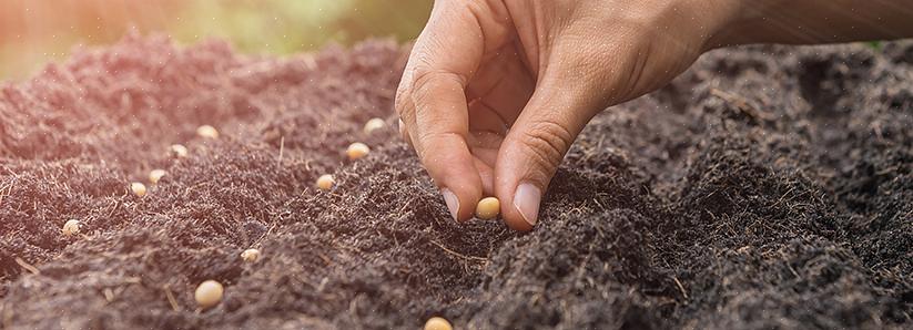 זריעה ישירה היא שיטת גידול הצמחים שלך מזרע שנזרע ממש בגינה