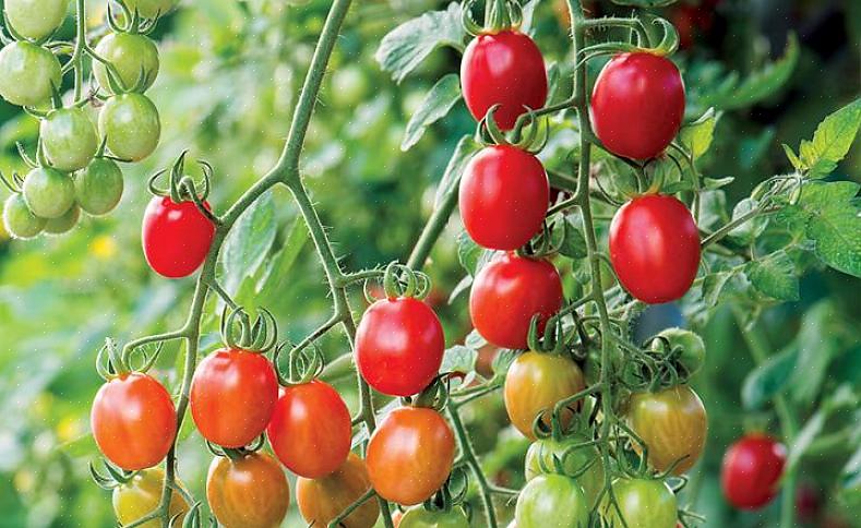 מלכת היופי - מלכת היופי היא יצרנית פורה של עגבניות קטנות עד בינוניות שהגדירו בבירור פסים אדומים וצהובים