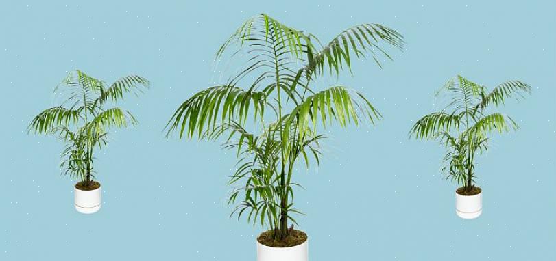דקל קנטיה יגדל בסופו של דבר לצמח דגימה מפואר