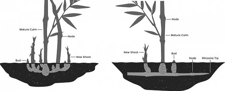 ישנן שתי קטגוריות בסיסיות של צמחי במבוק הנפוצים בנופים ביתיים