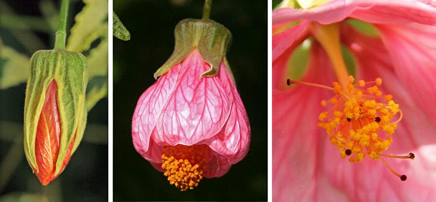 אבוטילון הם צמחים בעלי פריחה חופשית עם עלים כמו עצי אדר ופרחים צבעוניים בעלי מראה של נייר קרפ