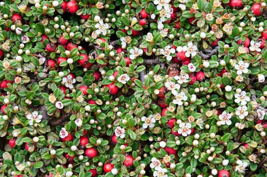 Bearberry הוא גם בחירה שימושית כאשר אתה זקוק לצמח הסובלני למלח או בצורת
