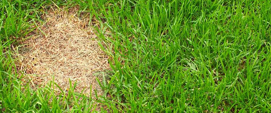 וודא שתוספות תיקוני קרקע מתאימים (למשל דשן מדשאה או קומפוסט) לנקודה הנמוכה כדי להבטיח כי טלאי הגידול יצמח