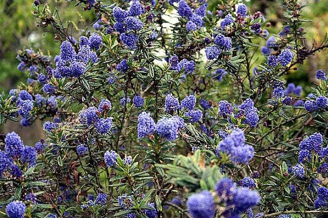 קיאנוטוס הפריחה הכחול (Ceanothus thyrsiflorus) הוא שיח ירוק-עד שמקורו בקליפורניה