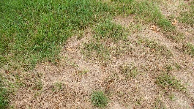 התבונן בכמה מהסיבות הנפוצות ביותר לכך שכתמים מתים עלולים להתרחש על הדשא שלך