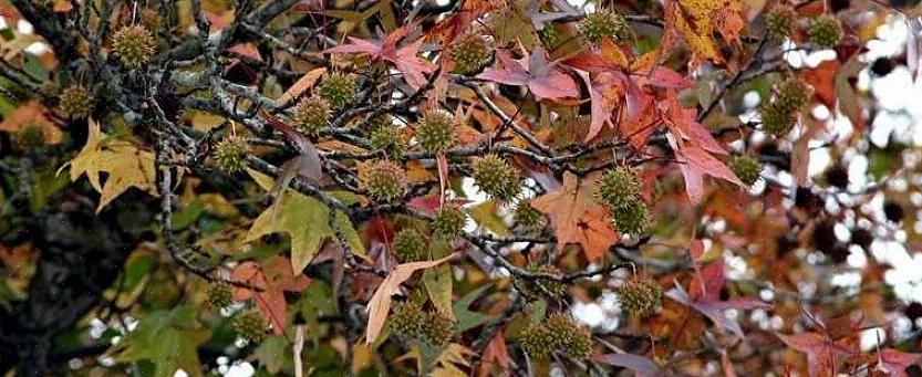 השם הלטיני למין עצים זה הוא Liquidambar styraciflua