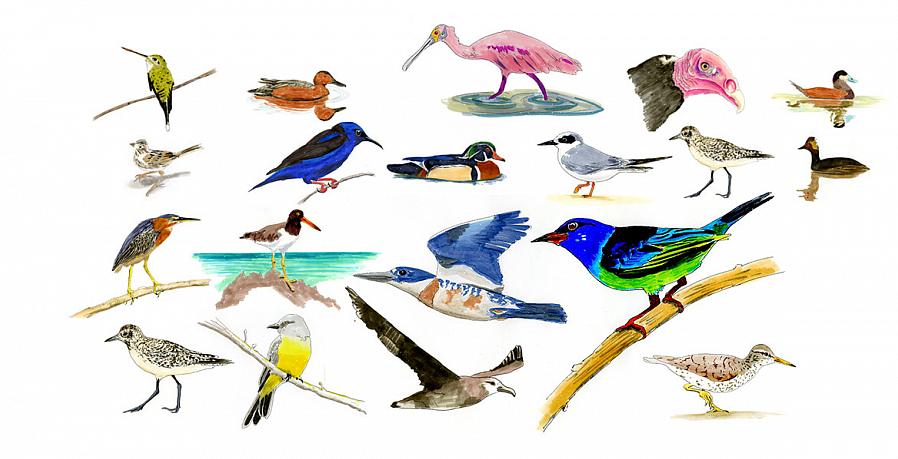 אילו מינים נחשבים לרשימת חיי ציפורים