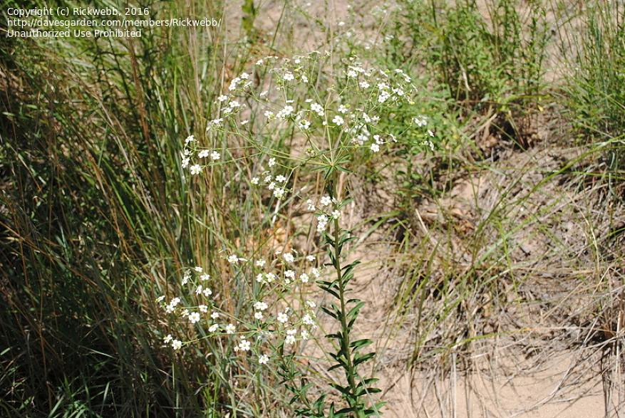 צמחי יופורביה לנשימה של תינוק (Euphorbia hypericifolia) נראים כמו אשכולות קצף של פרחים אווריריים ועלים