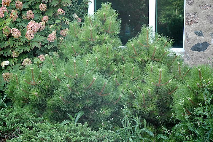 האורן האוסטרי (Pinus nigra) יכול להיות המחטן המושלם לנוף העיר שלכם