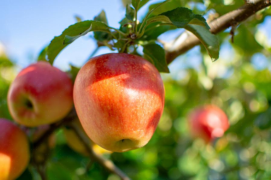 זן גלד התפוחים המשפיע על תפוחים וקרב-תפוחים זהה
