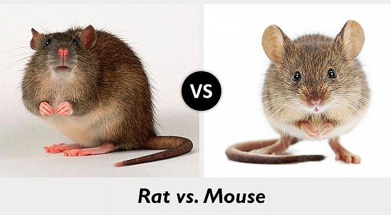 מיני העכברושים הנפוצים ביותר באירופה הם עכברוש נורווגיה וחולדת הגג