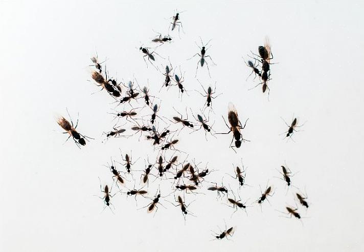 בעוד שנמלים של נגרים עשויות להימצא בקינון בעץ יבש