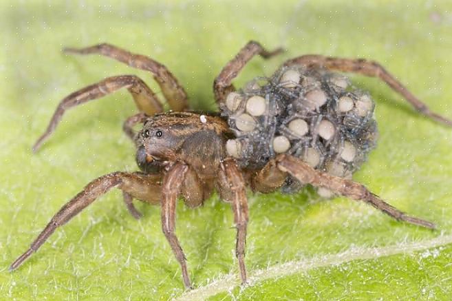 מדענים זיהו יותר מ -125 מינים של עכביש זאב רק באירופה