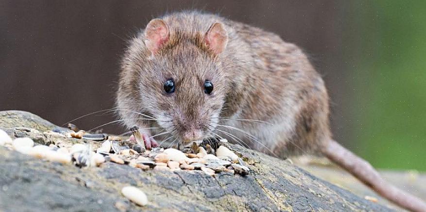 עכברים ללעוס ולכרסם חורים קטנים יותר עד שהם גדולים מספיק כדי להתפתל