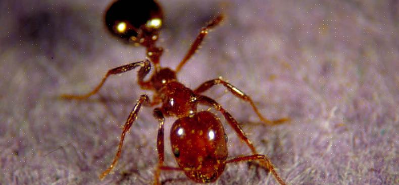 נמלים בשדה הן אחת הנמלים הנפוצות ביותר שנראות בחוץ
