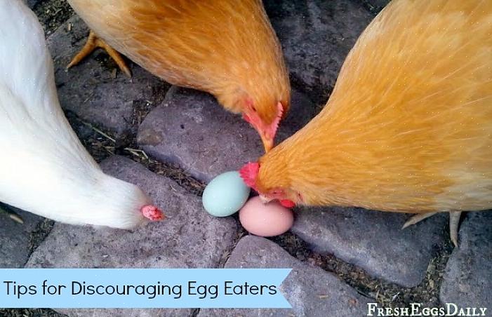 תרגול למניעת שבירת ביציות עשוי להיות כל מה שנדרש כדי למנוע מהתרנגולות לאכול ביצים