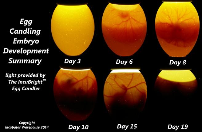 "הדלקת" ביצה היא תהליך החזקת אור או נר ליד הביצה כדי לראות את התוכן הפנימי