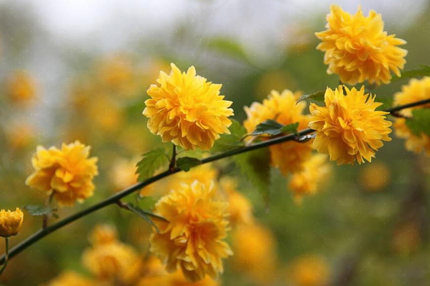 ורד יפני (Kerria japonica) הוא שיח פורח נשיר הנושא פרחים צהובים באביב ויכול לספק פריחה נוספת בהמשך הקיץ