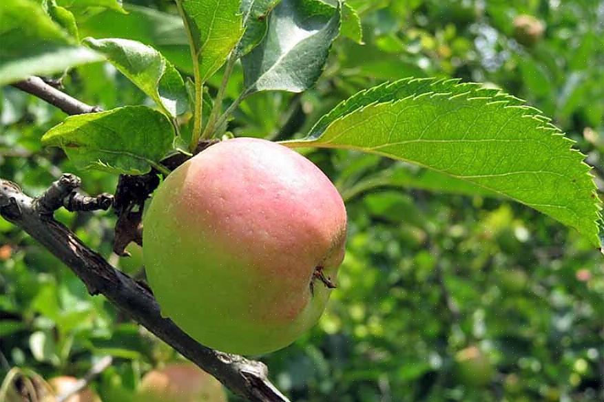 דגמו פרי מזנים של עצי תפוח שאתם חושבים שאולי תרצו לפני שאתם מתחייבים לשתול